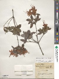 Rhododendron cumberlandense image