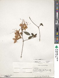 Rhododendron cumberlandense image
