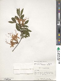 Rhododendron cumberlandense image