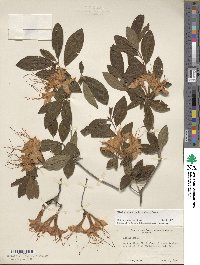 Rhododendron cumberlandense image