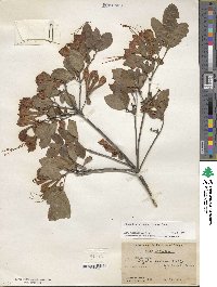 Rhododendron cumberlandense image