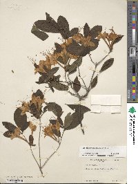 Rhododendron cumberlandense image