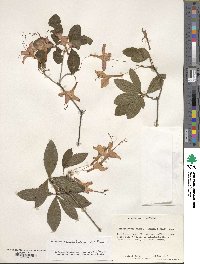 Rhododendron cumberlandense image