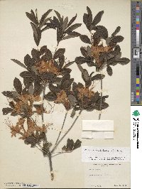 Rhododendron cumberlandense image