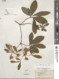 Rhododendron flammeum image