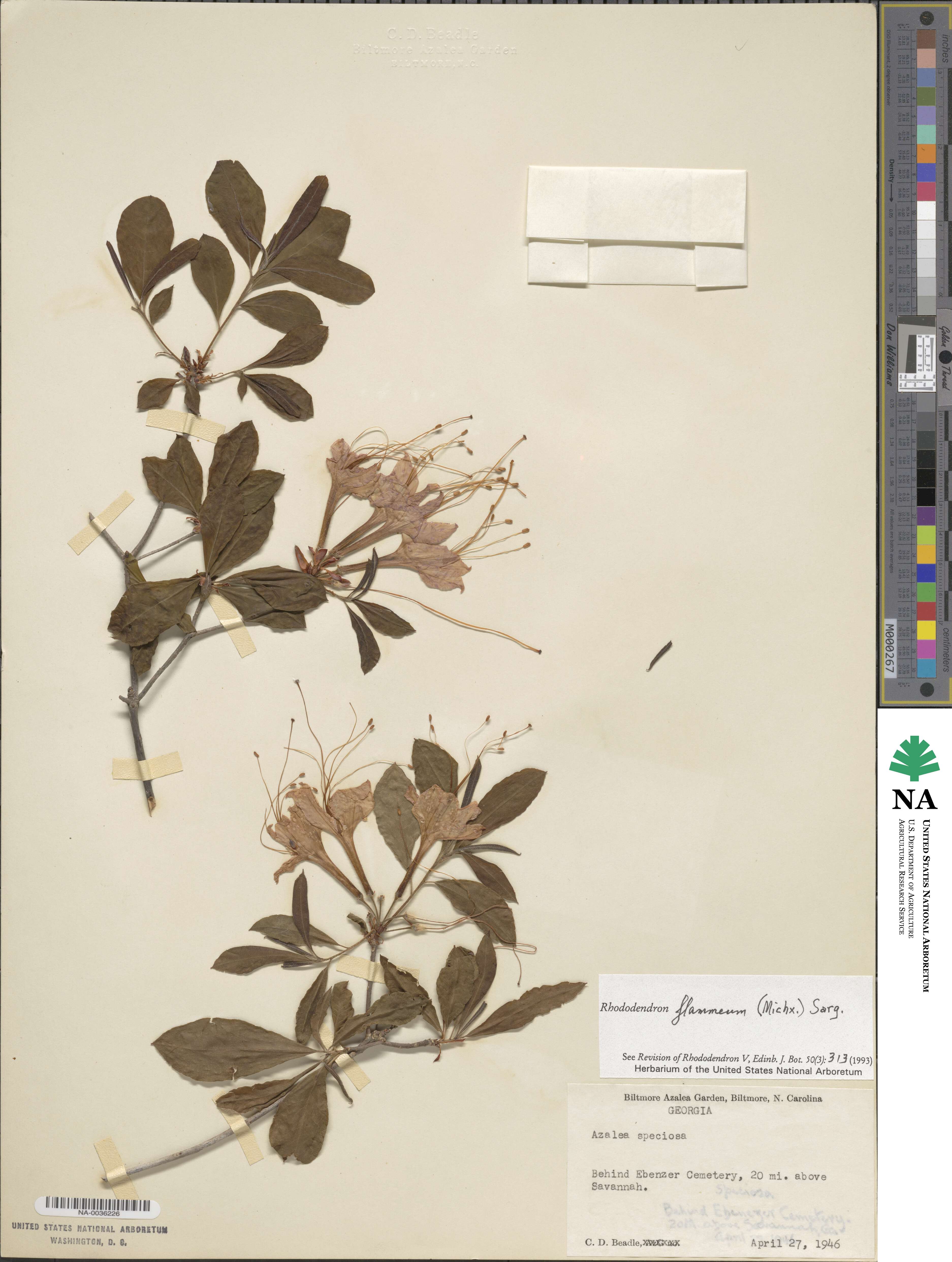 Rhododendron flammeum image