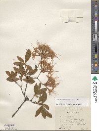 Rhododendron flammeum image