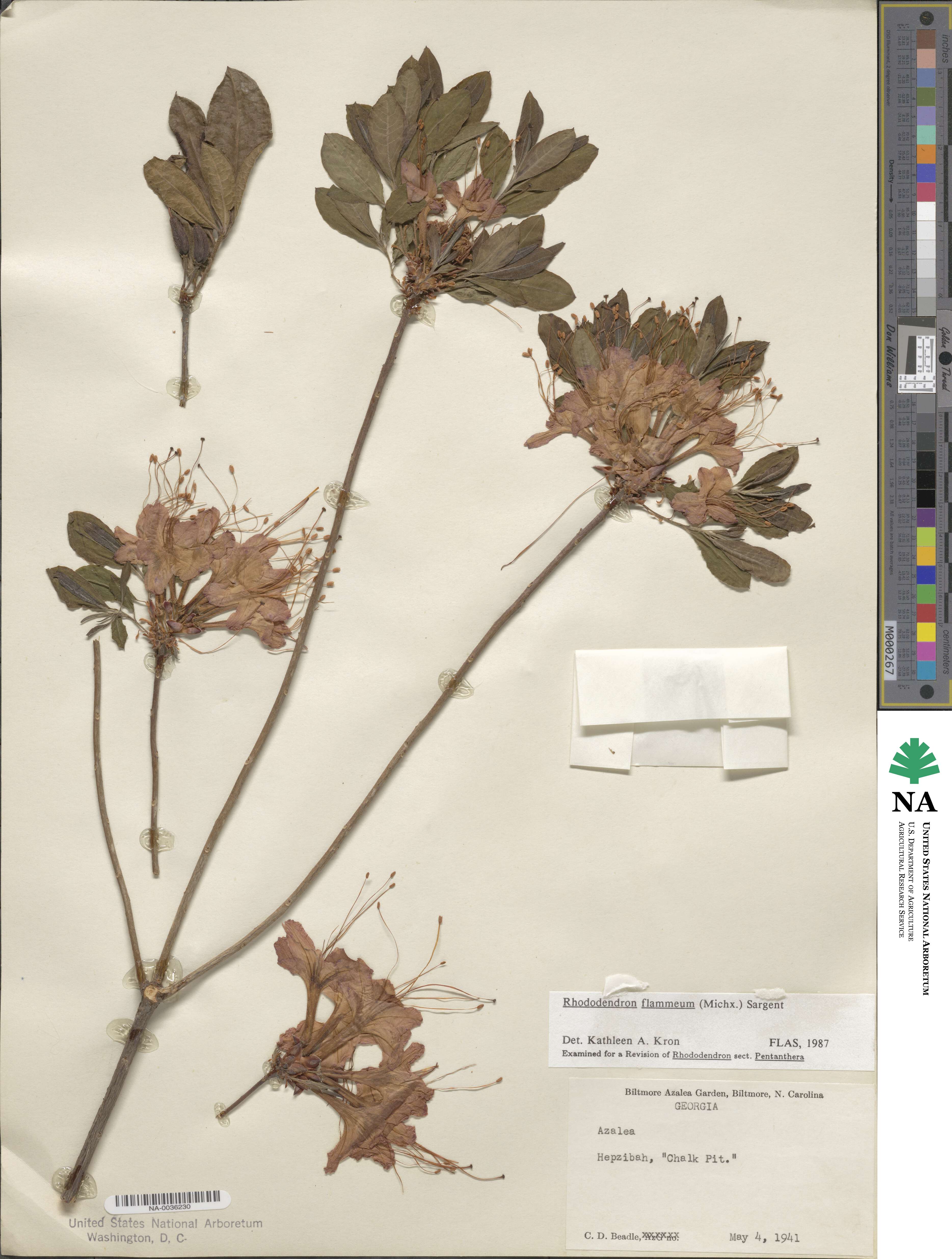 Rhododendron flammeum image