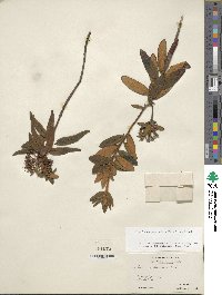 Rhododendron groenlandicum image