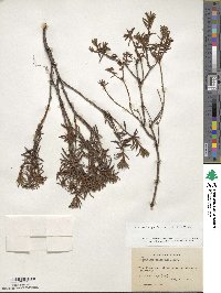 Rhododendron groenlandicum image