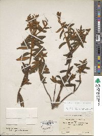 Rhododendron groenlandicum image