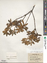 Rhododendron groenlandicum image