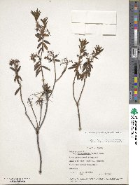 Rhododendron groenlandicum image