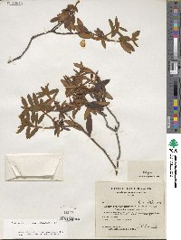 Rhododendron groenlandicum image