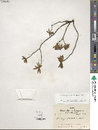 Rhododendron groenlandicum image