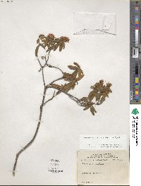 Rhododendron groenlandicum image