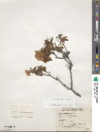 Rhododendron groenlandicum image