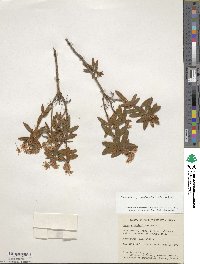 Rhododendron groenlandicum image