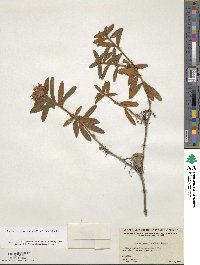 Rhododendron groenlandicum image