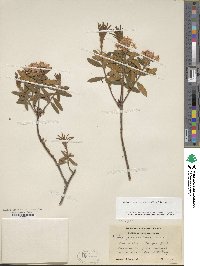 Rhododendron groenlandicum image