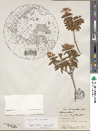 Rhododendron groenlandicum image