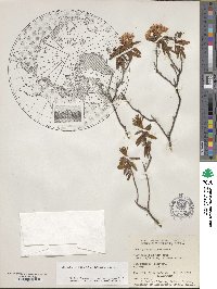 Rhododendron groenlandicum image