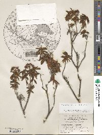 Rhododendron groenlandicum image