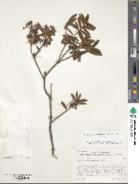 Rhododendron groenlandicum image