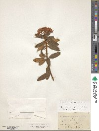 Rhododendron groenlandicum image