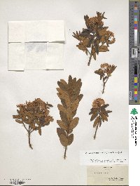 Rhododendron groenlandicum image