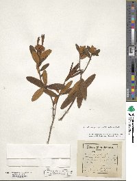 Rhododendron groenlandicum image