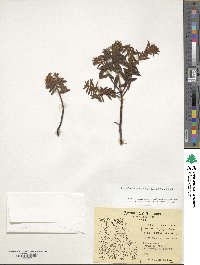 Rhododendron groenlandicum image