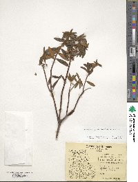 Rhododendron groenlandicum image