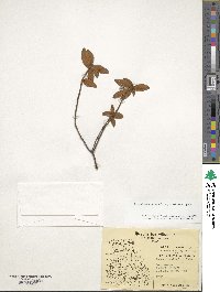 Rhododendron groenlandicum image