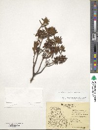 Rhododendron groenlandicum image