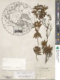 Rhododendron groenlandicum image