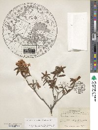 Rhododendron groenlandicum image