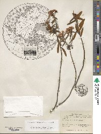 Rhododendron groenlandicum image