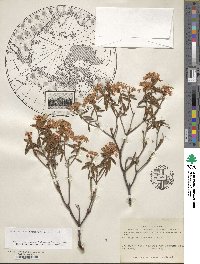 Rhododendron groenlandicum image