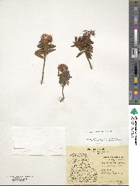 Rhododendron groenlandicum image