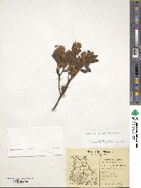 Rhododendron groenlandicum image