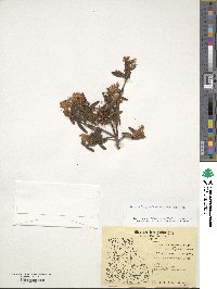 Rhododendron groenlandicum image