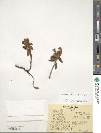 Rhododendron groenlandicum image