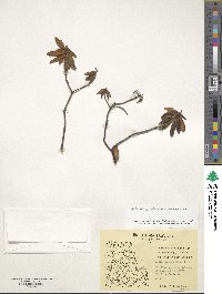 Rhododendron groenlandicum image