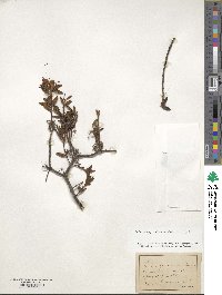 Rhododendron groenlandicum image