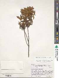 Rhododendron groenlandicum image