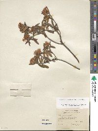 Rhododendron groenlandicum image