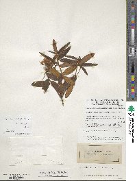 Rhododendron groenlandicum image