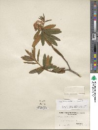 Rhododendron groenlandicum image