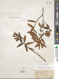 Rhododendron groenlandicum image